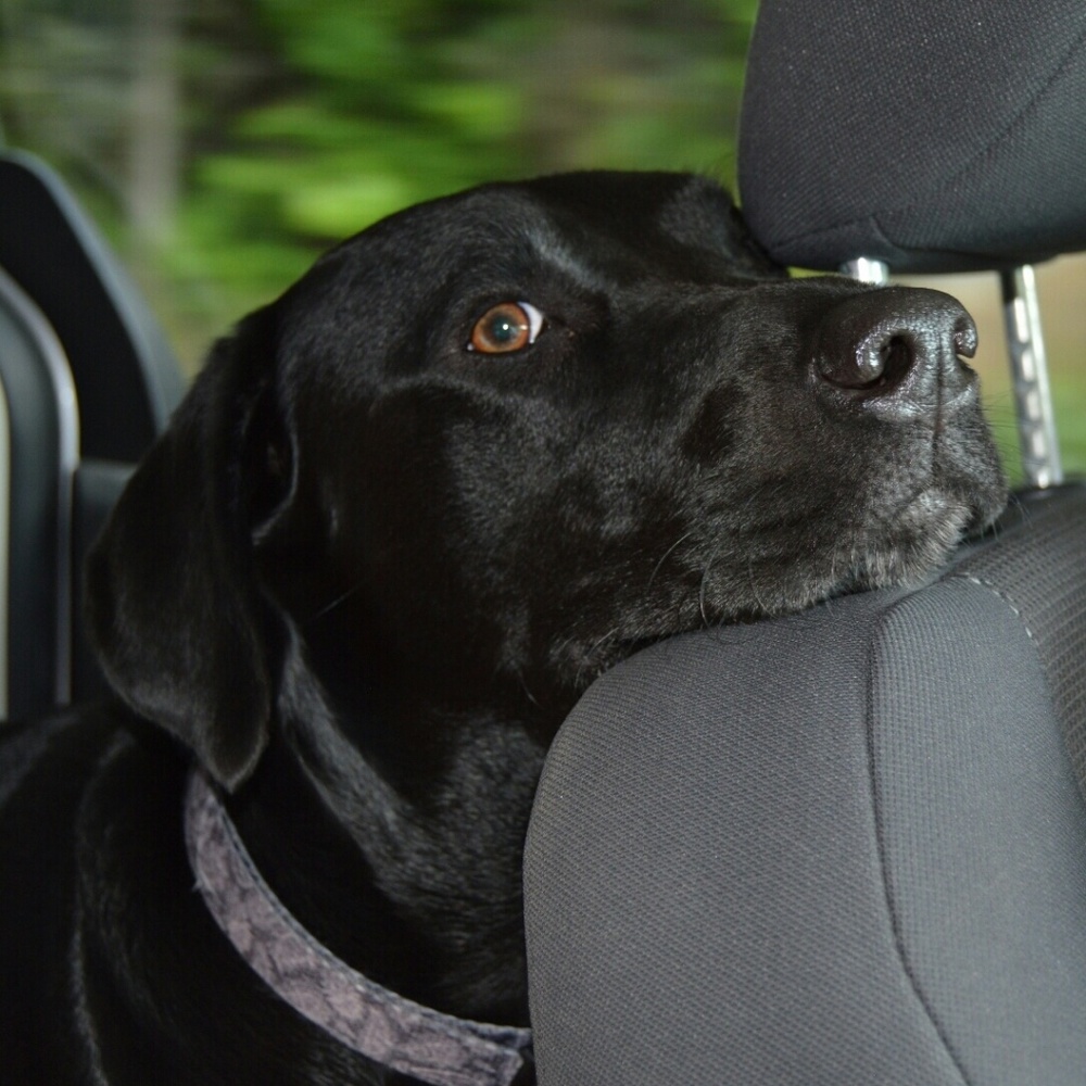 Meet your Posher, Nikki